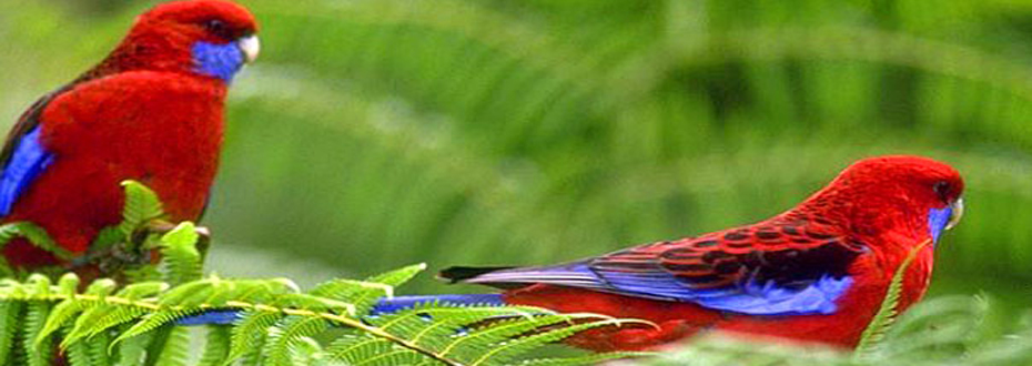 Koshi Tappu Wildlife Reserve